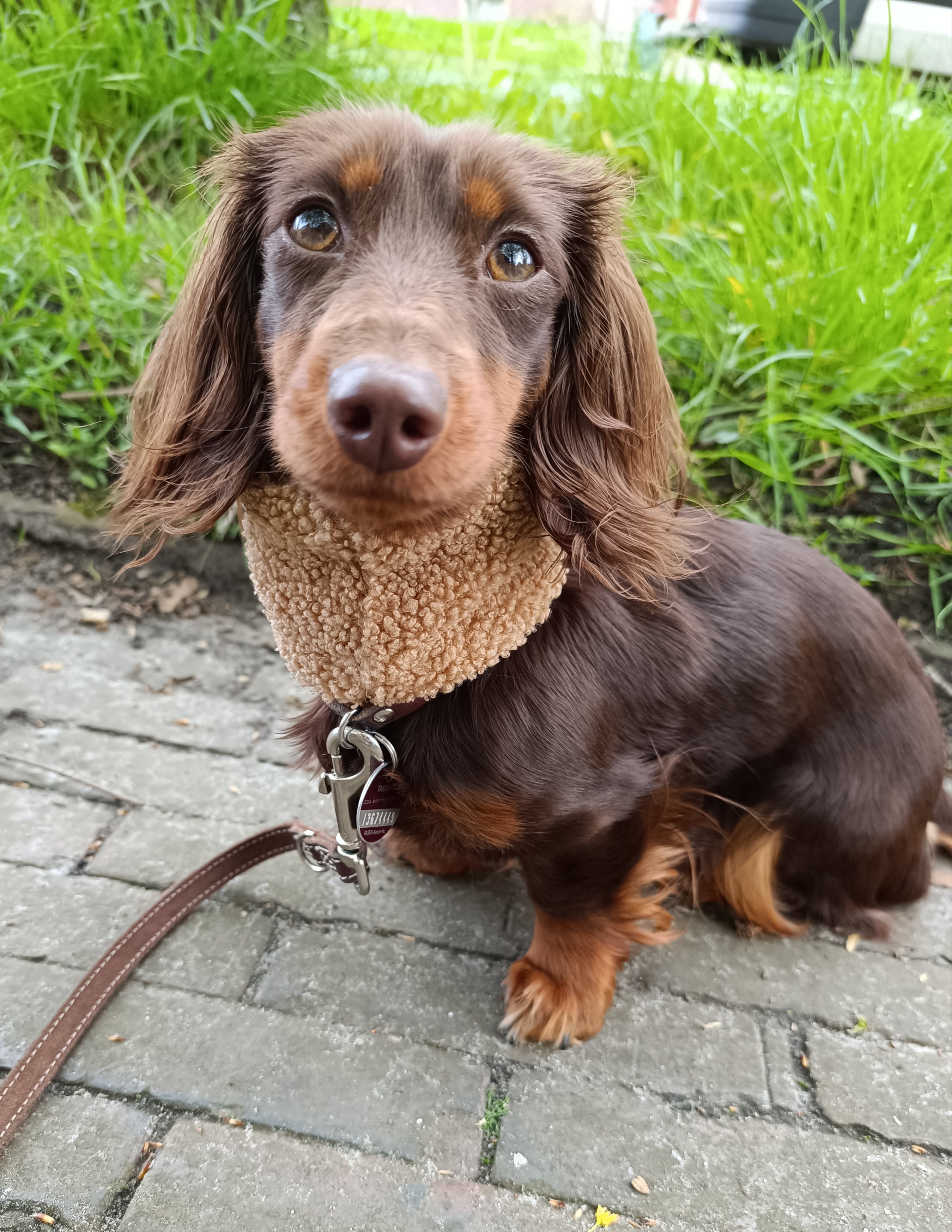 Teddy Loop Caramel