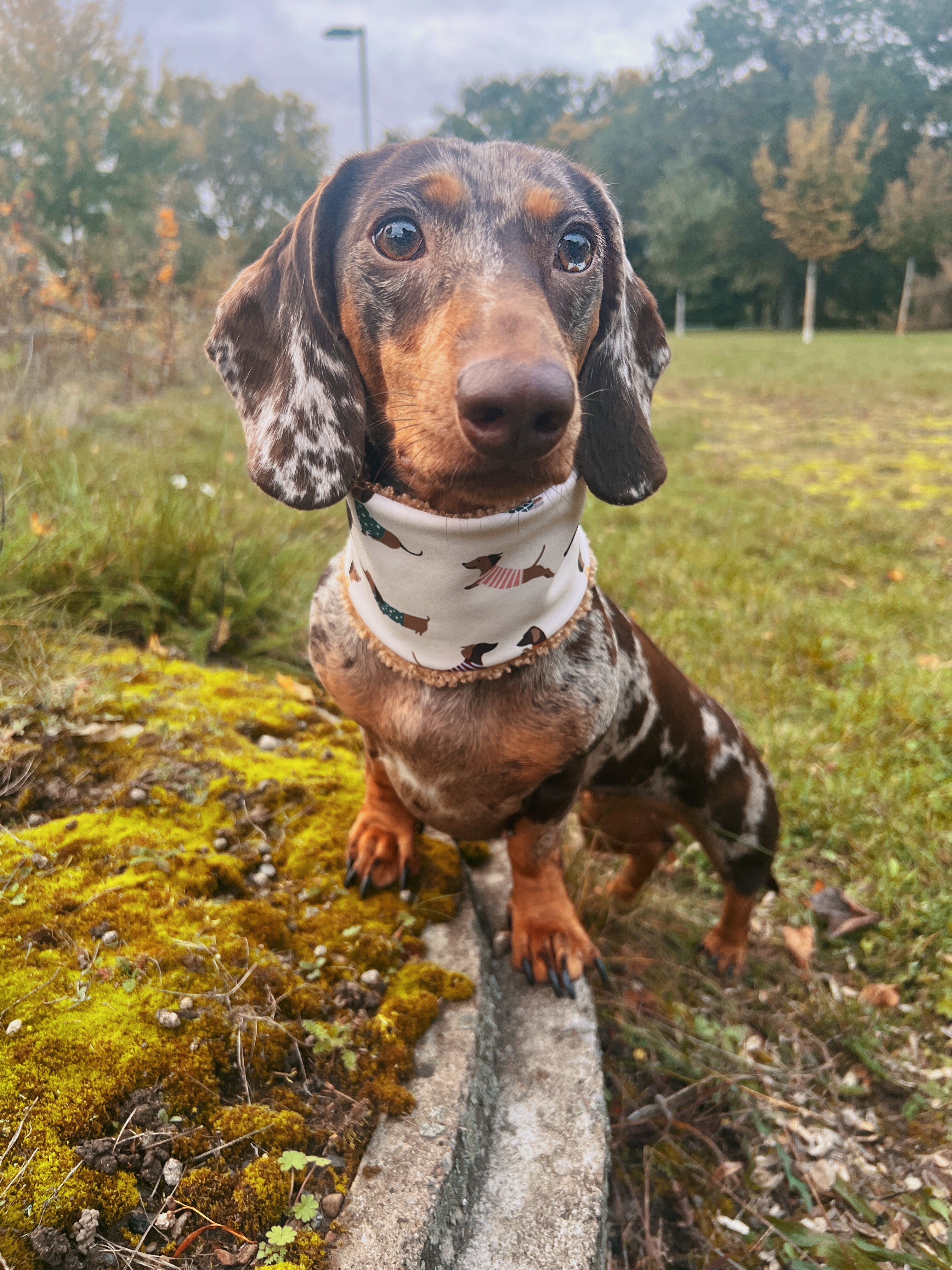Dackel Loop Weinrot
