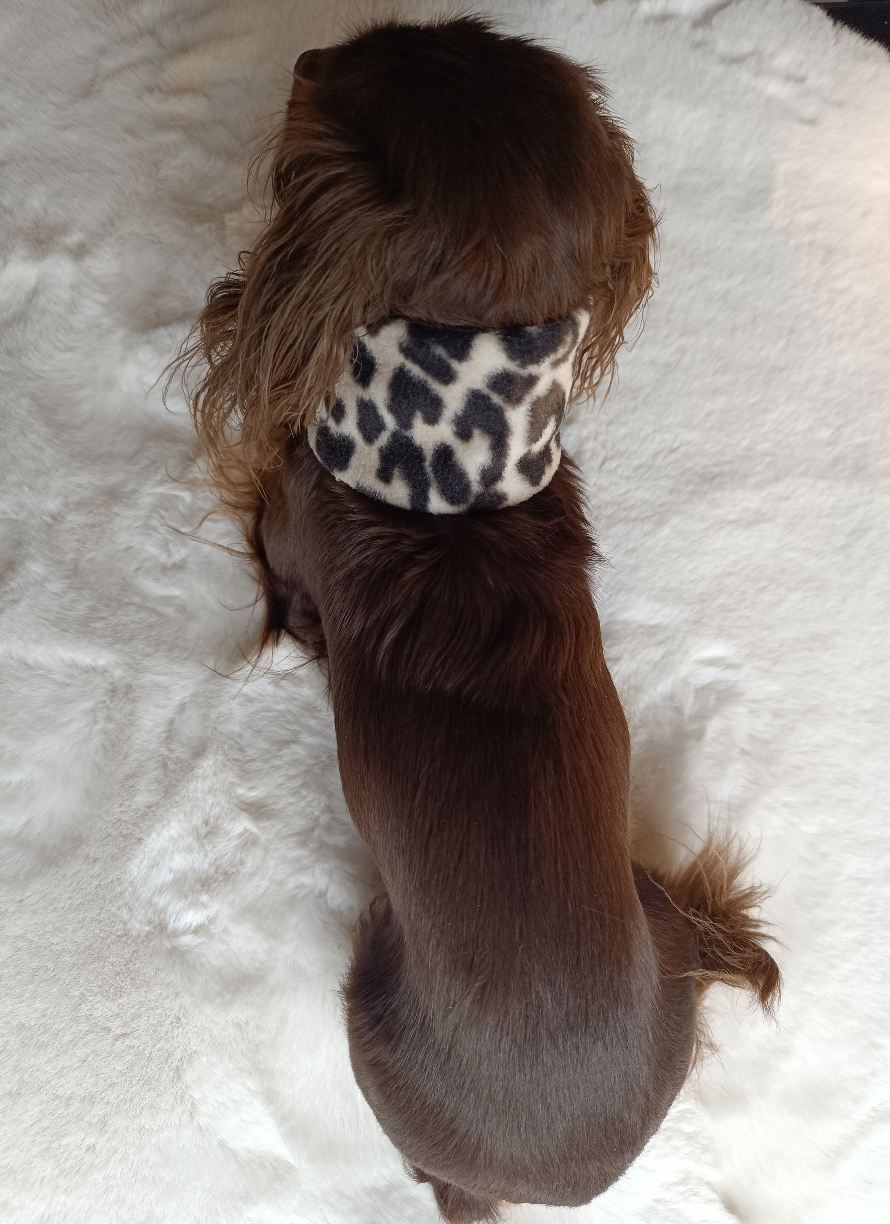 Fleece Loop Leo