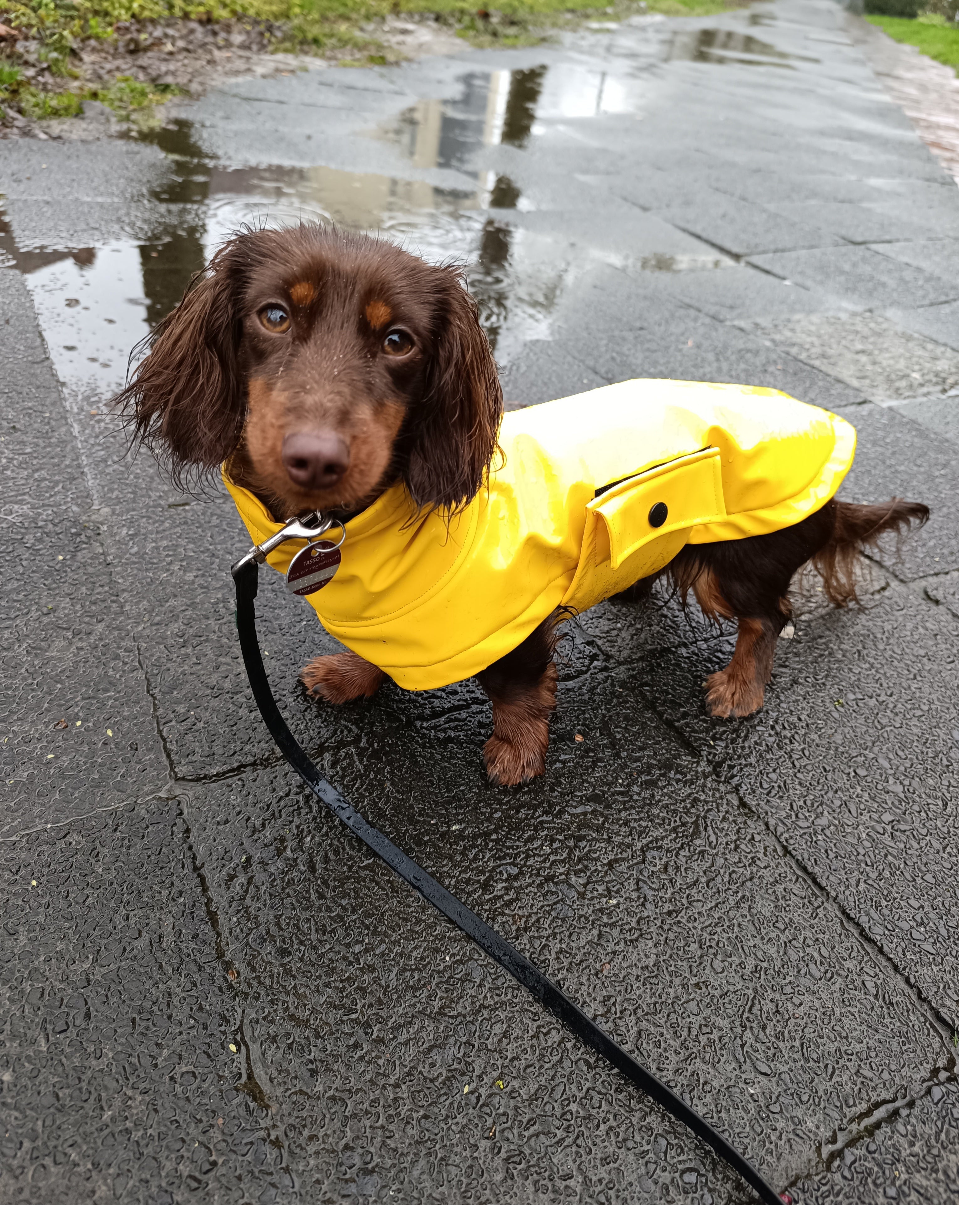 "Ostfriesen" Regenjacke Gelb