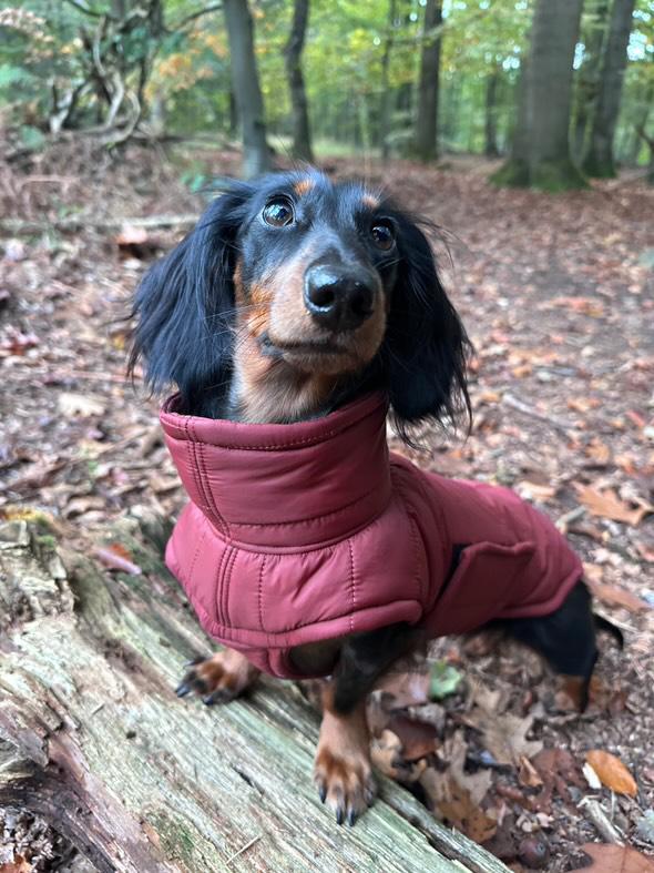 Winterjacke Blau