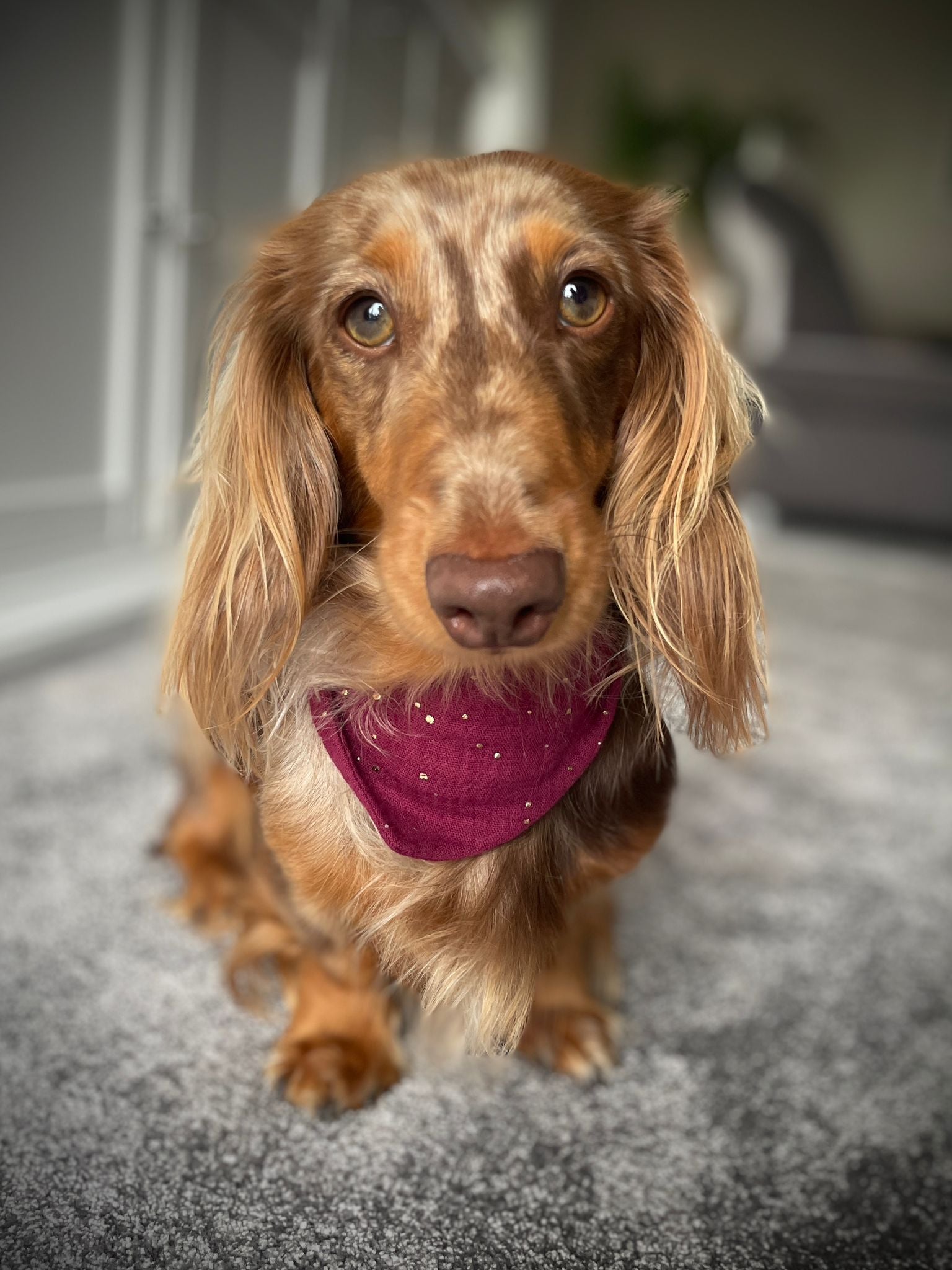 Halstuch Bordeaux mit goldenen Punkten