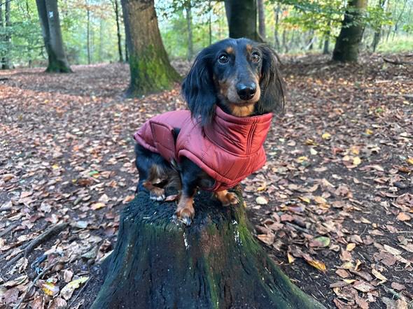 Winterjacke Blau