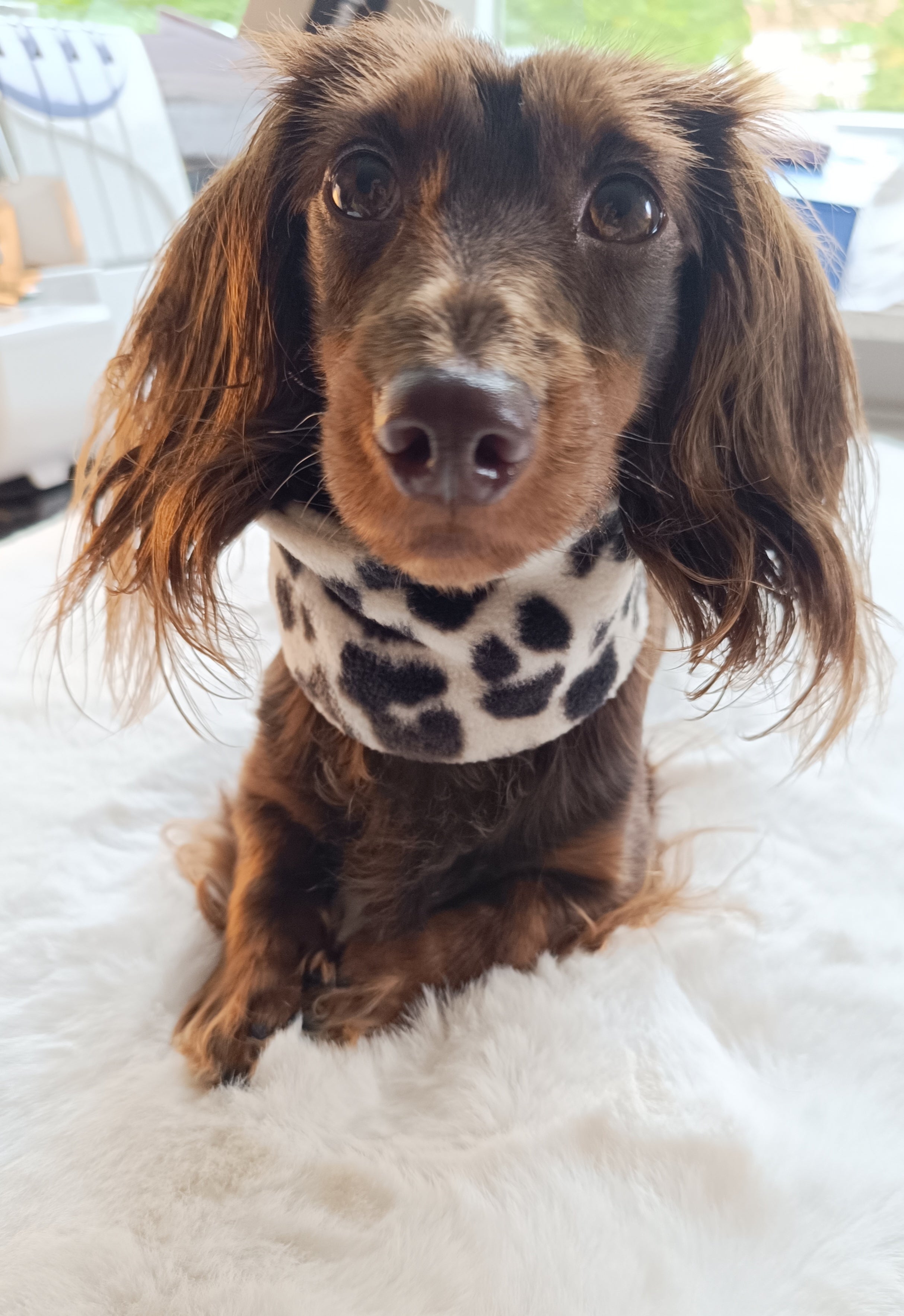 Fleece Loop Leo